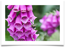 DunhamFoxglove - Jackie Tucker
